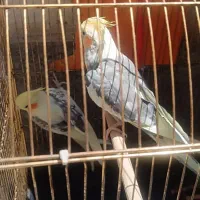 دوکت پروانه با ابلق