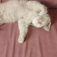 واگذاری گربه بازیگوش|گربه|پردیس, فاز ۱۱|دیوار