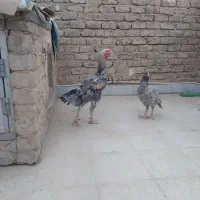 فروش و معاوضه مرغ خروس لاری دورگ هندی اوشامو