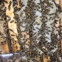 زنبورکارنیکا