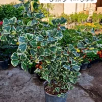 گلفروشی مهرسانا|گل و گیاه طبیعی|آبپخش, |دیوار