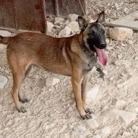 سگ مالینویز نر