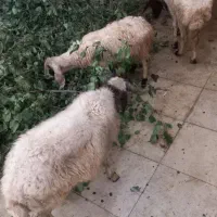 گوسفند برای قربانی ونگهداری و بره نر وماده