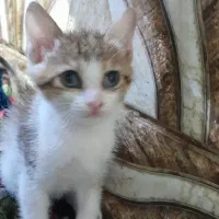 توله گربه|گربه|اهواز, کمپلو جنوبی|دیوار