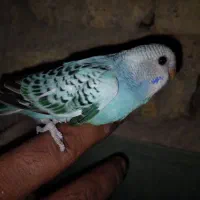 جوجه مرغ عشق|پرنده|یزد, |دیوار