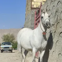 مادیان
