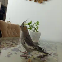 عروس هلندی