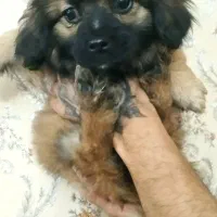 توله پامر روباهی ۶۰ روزه