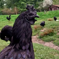 تخم مرغ نطفه دار آیام سمانی|حیوانات مزرعه|رضوانشهر, |دیوار