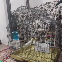 عروس هلندی نروماده|پرنده|کرج, شهرک رضوانیه|دیوار