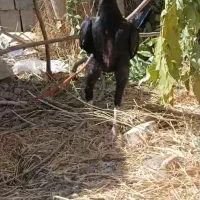 جوجه خروس اوشامو و افغان