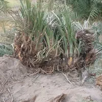 پاجوش درخت مضافتی|گل و گیاه طبیعی|ریگان, |دیوار