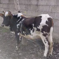 گاو تلوم لیشه جنس