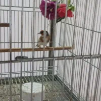 سهره نر و ماده|پرنده|اصفهان, پزوه|دیوار