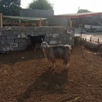 ۲۰راس بز ابستن و زاییده