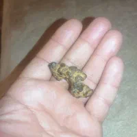 شهاب سنگ کندریت کربنی