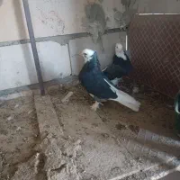 نروماده شازده