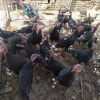 بوقلمون محلی|حیوانات مزرعه|قیدار, |دیوار