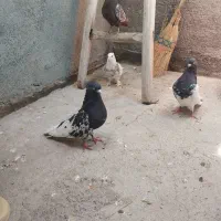 کفتر