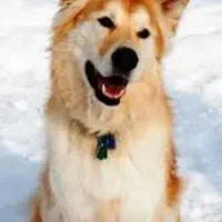 سگ نژاد ژرمن اصیل توله ۴ ماهه