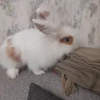 خرگوش ماده|موش و خرگوش|تهران, شهرک پاسداران|دیوار