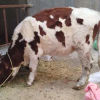 تلیسه‌سمینتال‌ابستن