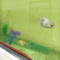 ماهی گلدفیش گرید بالا