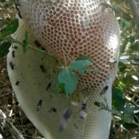 عسل کوهی