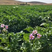 سیب زمینی ارگانیک (بدون‌کود)|خوردنی و آشامیدنی|دیواندره, |دیوار