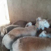 نربره چینی قوچی|حیوانات مزرعه|مینودشت, |دیوار