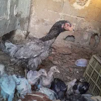 مرغ وجوجه