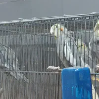 عروس هلندی جوان و بالغ