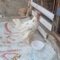 فروش دو عدد خروس