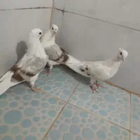 سه عدد جونه.لون|پرنده|دورود, |دیوار