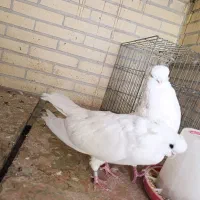 کبوتر نقش|پرنده|تفت, |دیوار