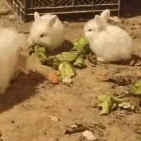 چند عدد خرگوش