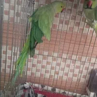 دوعدد طوطی ملنگو نر