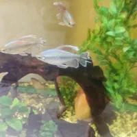 ماهی تترا کنگو کمیاب|ماهی|شیراز, شهرک بهشتی|دیوار