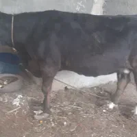 گاو ماده