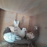 جوجه سینه. سار .طوقی .الماسی .سبز
