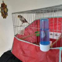 قناری.قرص‌بخون