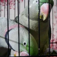 شاه طوطی مولد درجه یک