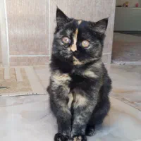 گربه|گربه|ایلام, |دیوار
