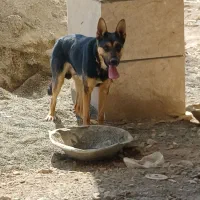 سگ ژرمن