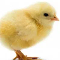 جوجه محلی