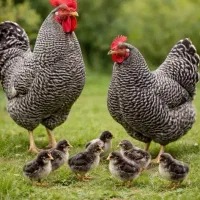 مرغ و خروس نژاد پیلوت راک آمریکایی