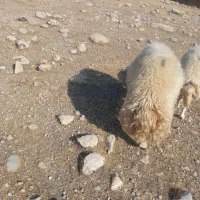 قوچ کله سیاه عالی عالی ۳ساله