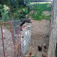 تعدادی مرغ و خروس محلی
