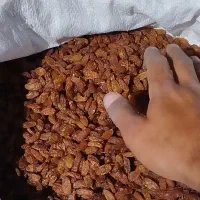 کشمش آفتابی