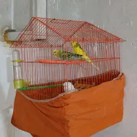 مرغ عشق وا فنج